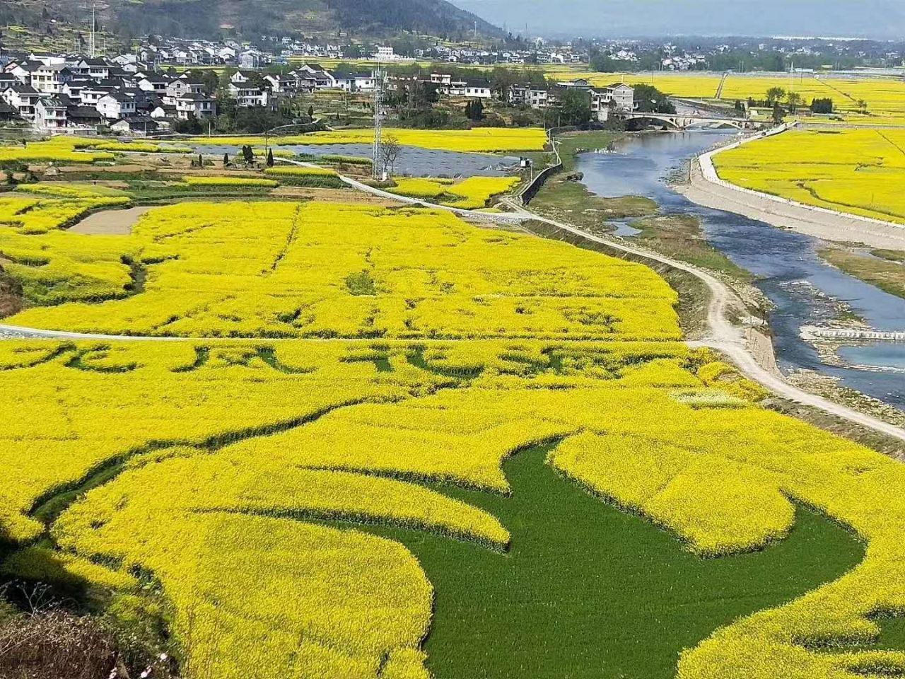 清溪油菜花海