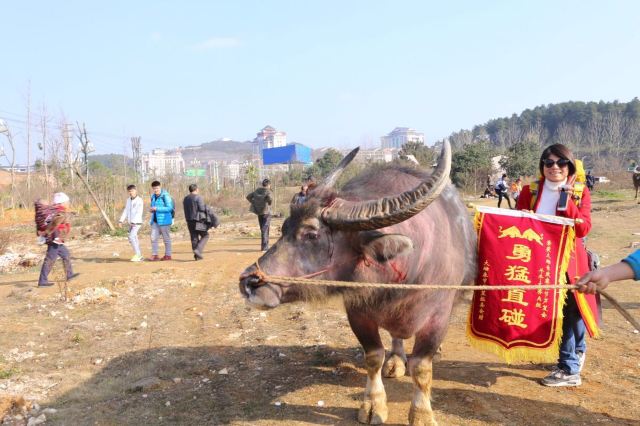 我们逛完下司后,问当地人,真的有斗牛的,在大拗.