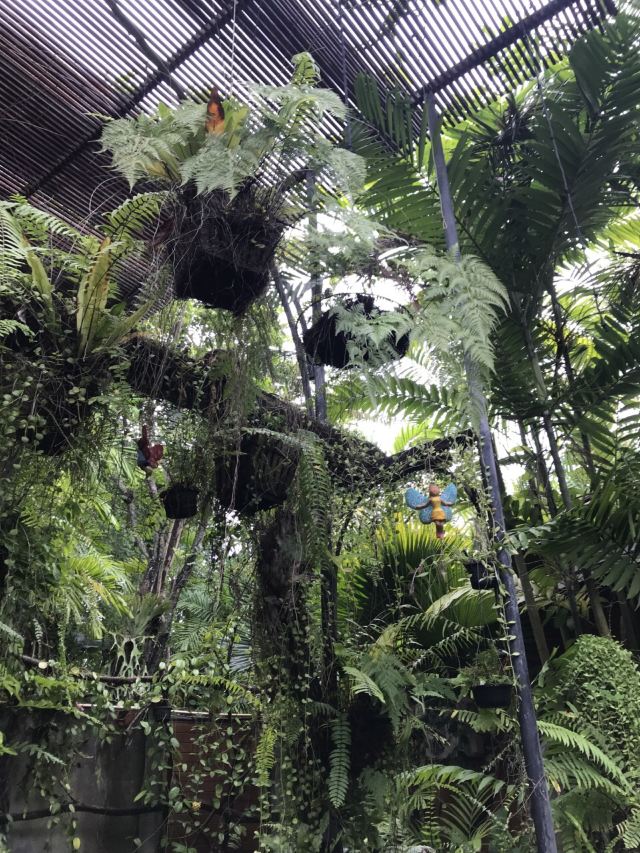 普吉岛植物园