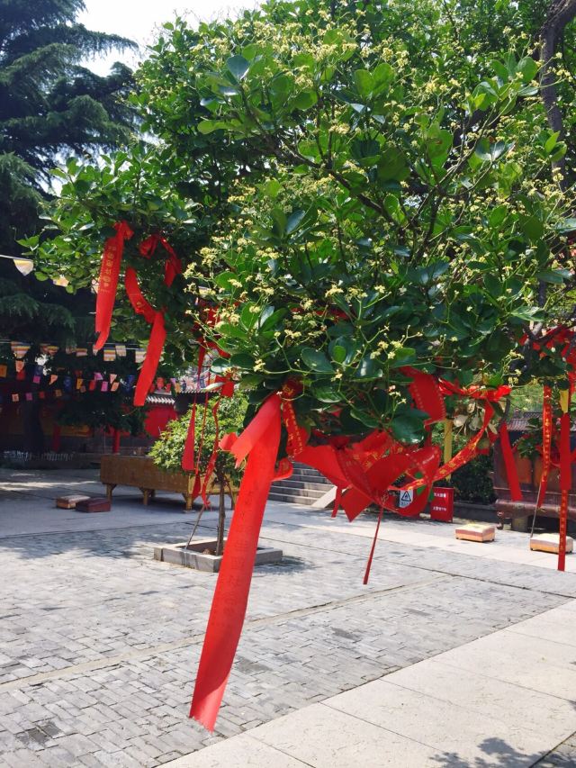 青岛明真观攻略,青岛明真观门票/游玩攻略/地址/图片/门票价格【携程