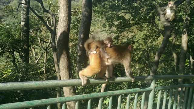 三岭湾猕猴观赏园