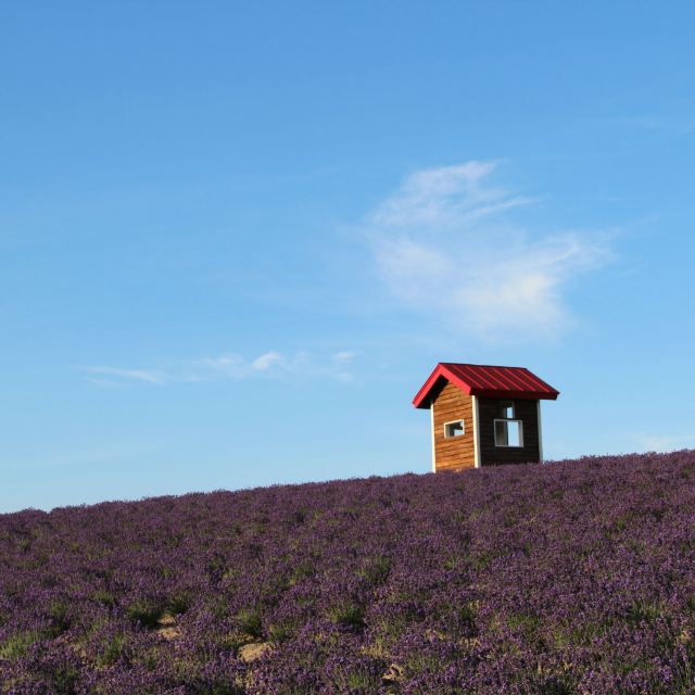 薰衣草花田和红顶小屋