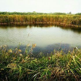 泗洪洪泽湖湿地公园_泗洪湿地公园门票收入(3)