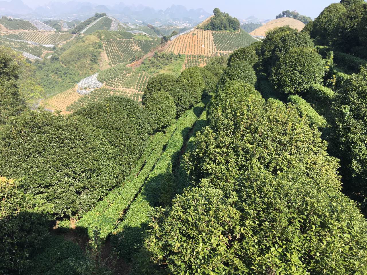 七仙峰茶场