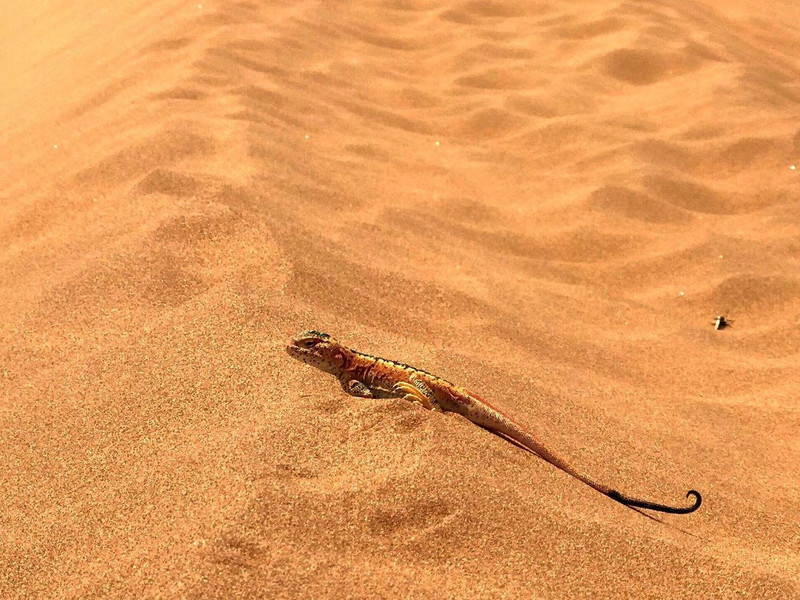 嗨,腾格里!--五一3天中国最美沙漠53公里徒步记