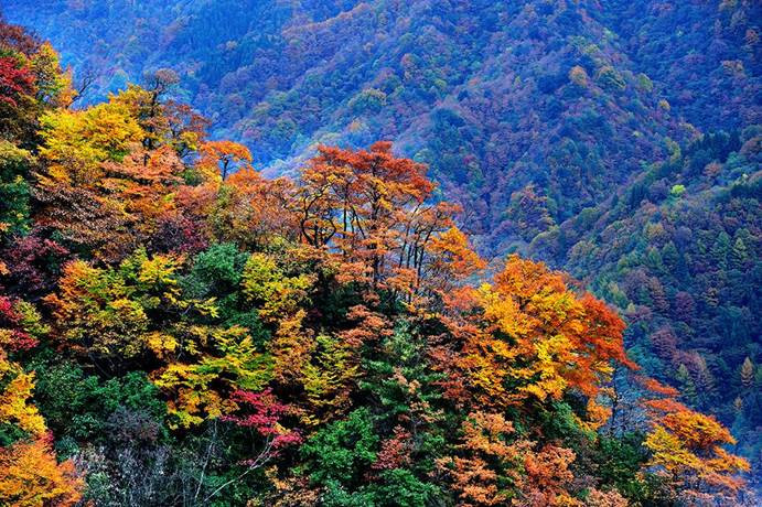 秋日紅葉,大美光霧山 - 光霧山遊記攻略【攜程攻略】