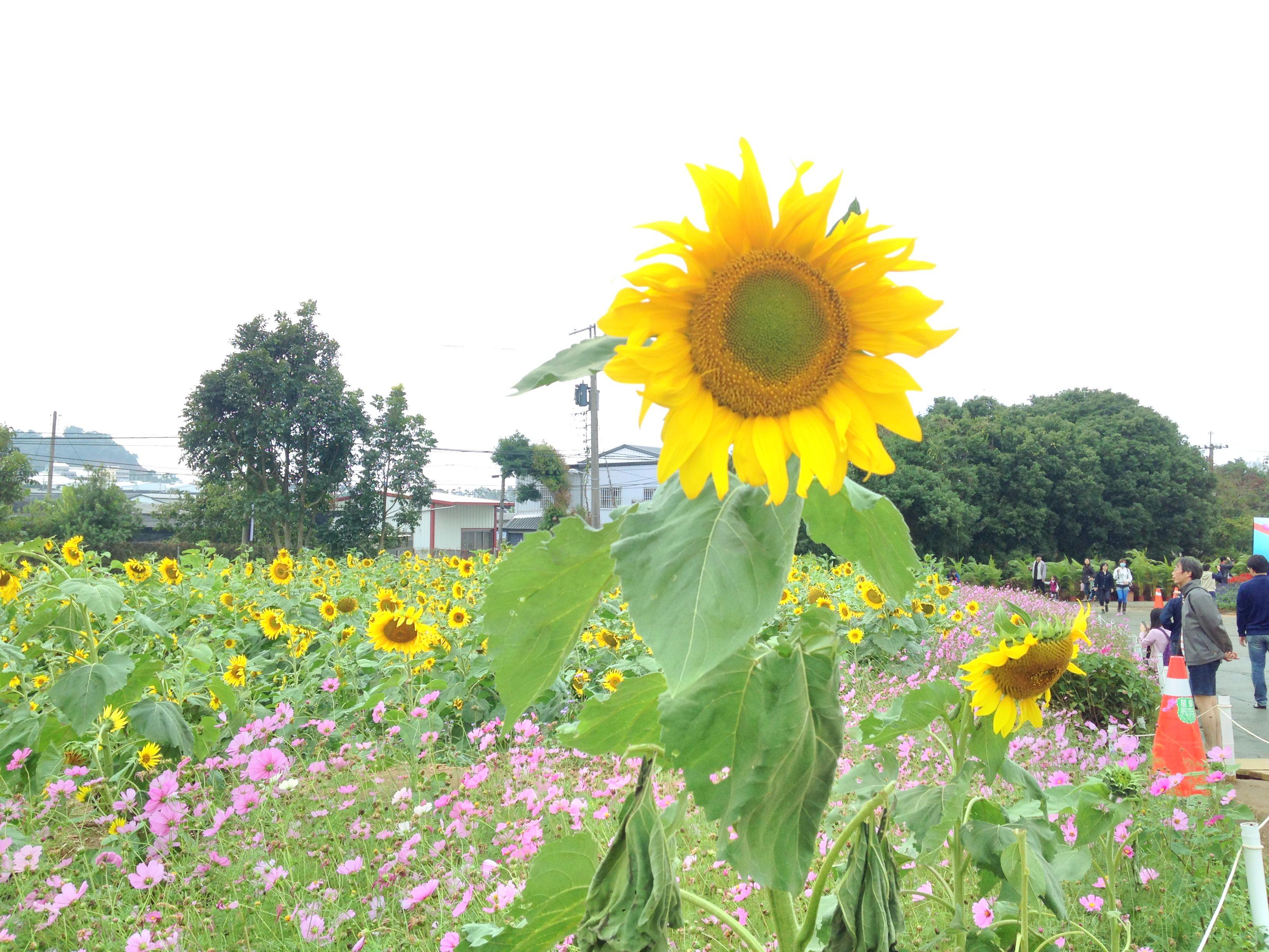 新社花海