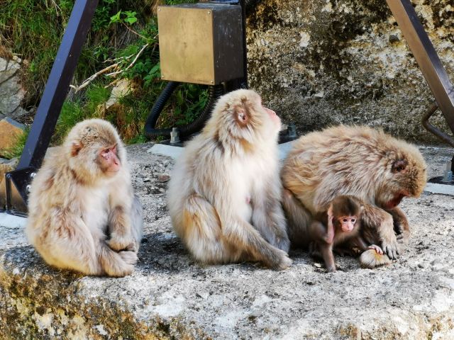 地狱谷野猿公苑