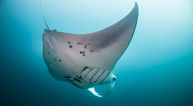 迷人小班度士岛值得你去一次 - 班度士岛游记攻