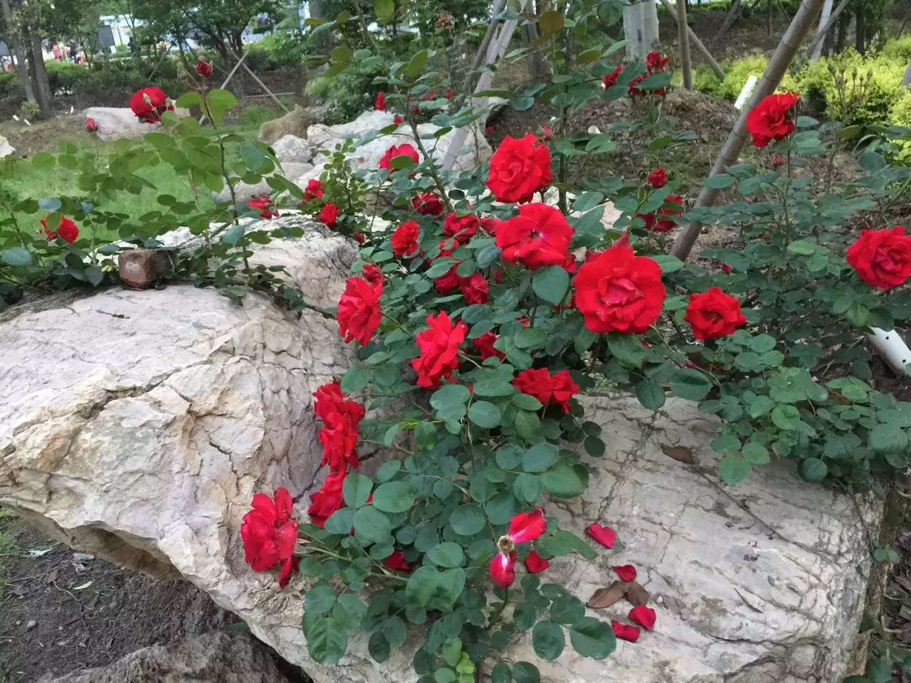 石首市桃花山风景区管理局