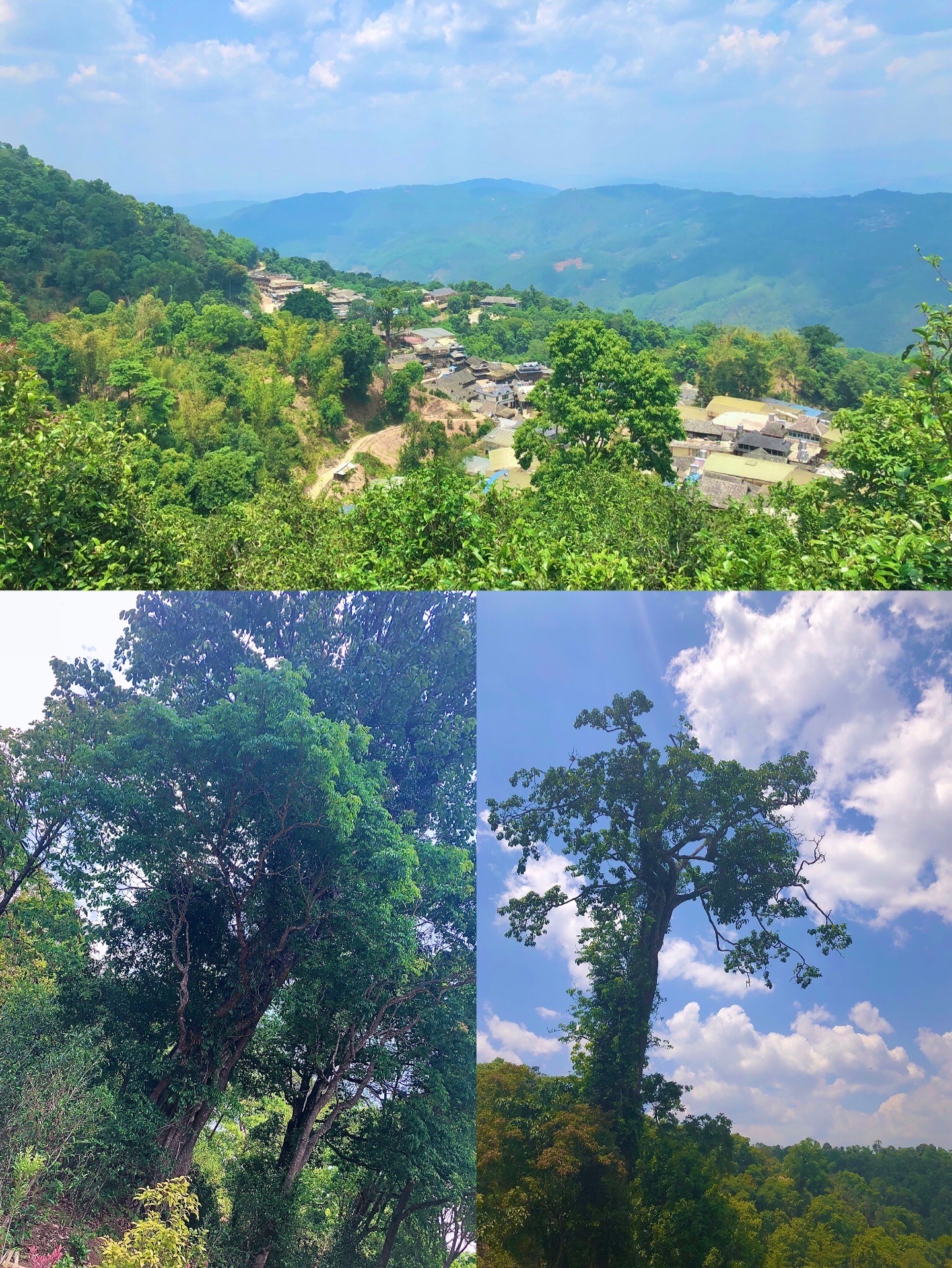 景迈千年万亩古茶园