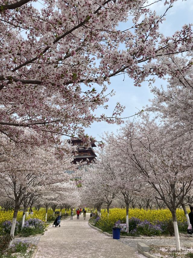 古柏渡丰乐樱花园