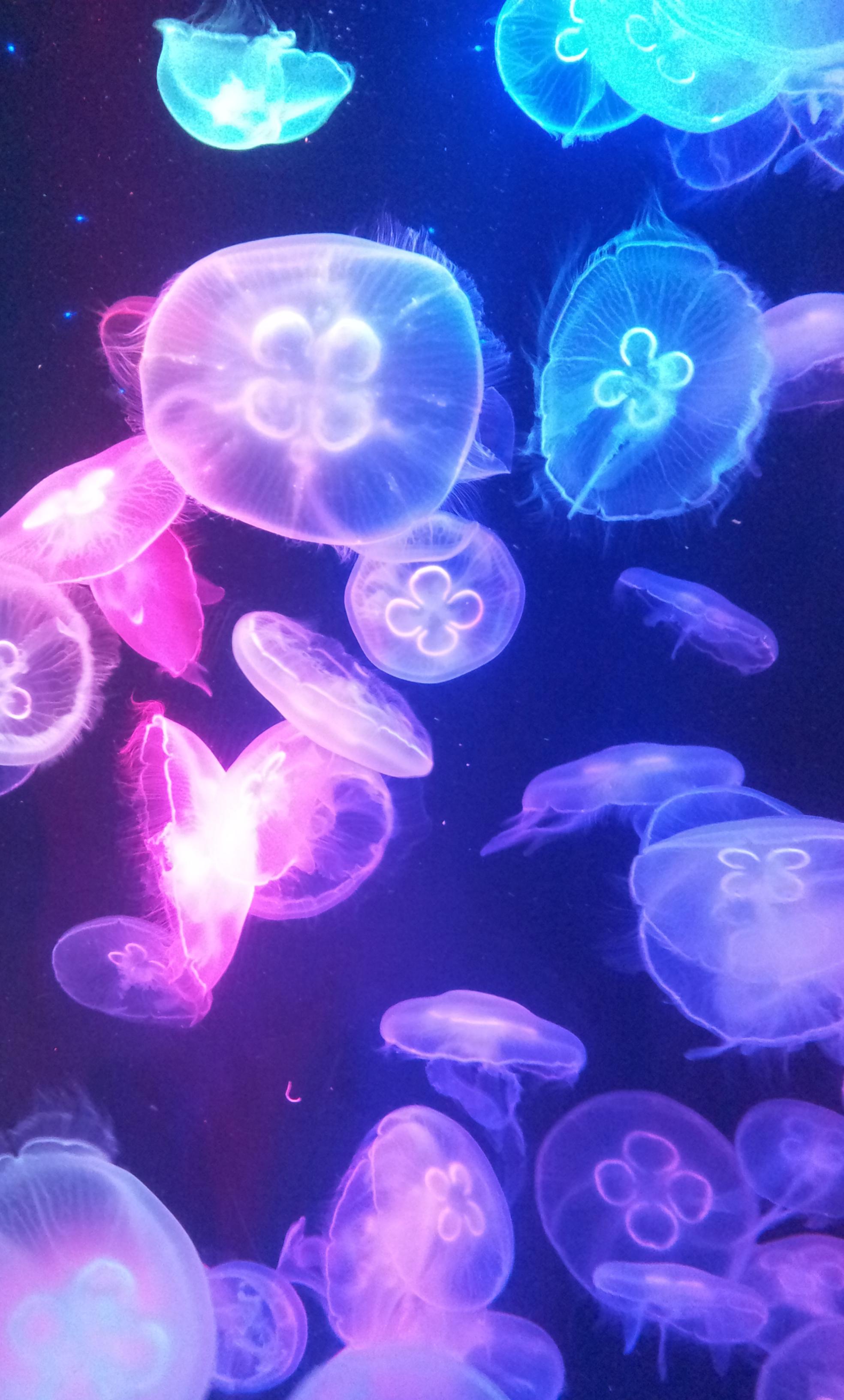 全馆分多个区域全方位展示海洋世界,包括:如临其景的海底隧道,五光