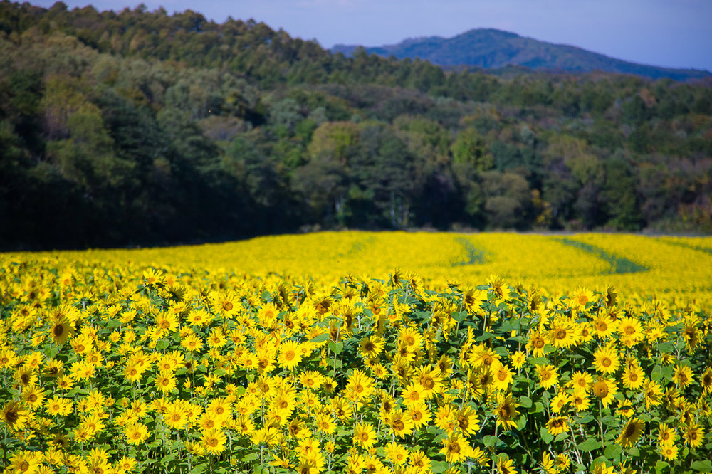 北海道秋日秘境漫行 千岁一日田园诗 千岁游记攻略 携程攻略