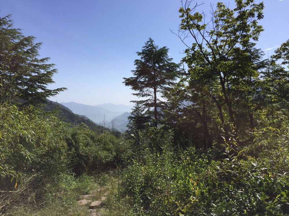 浙江安吉一一一老树林度假村