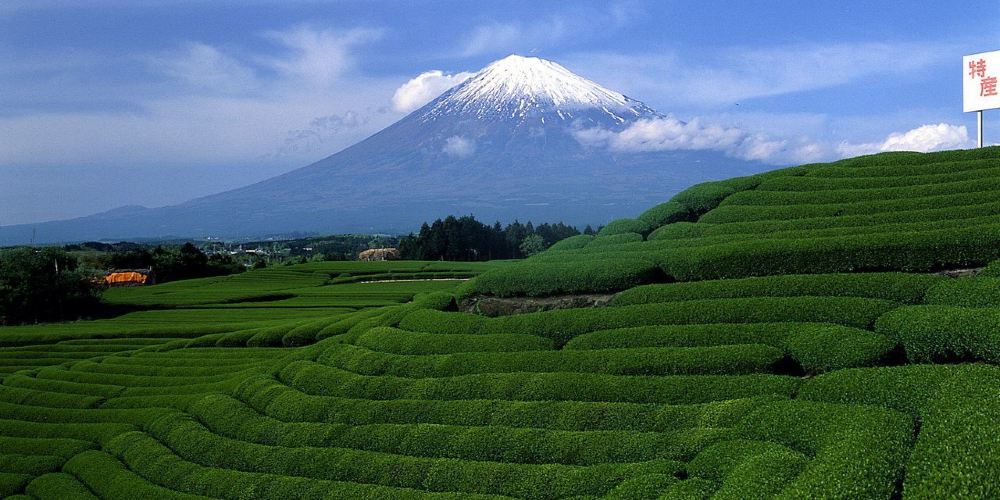 靜岡牧之原大茶園 靜岡牧之原大茶園旅遊攻略簡介當地玩樂門票酒店一覽 永安旅遊