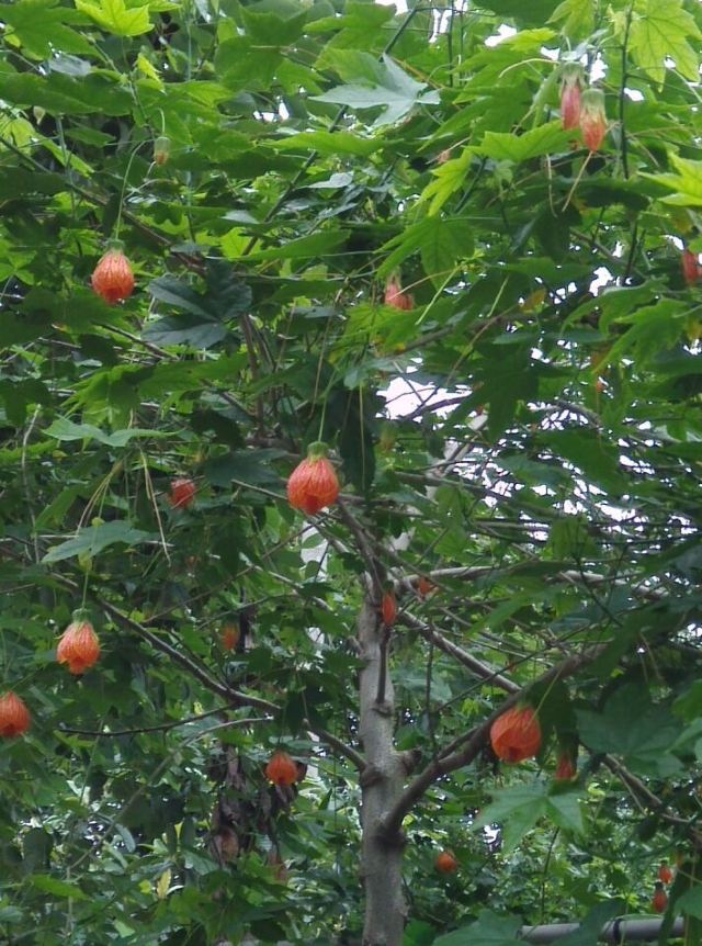 贵人贵妃动车四天游--贵州