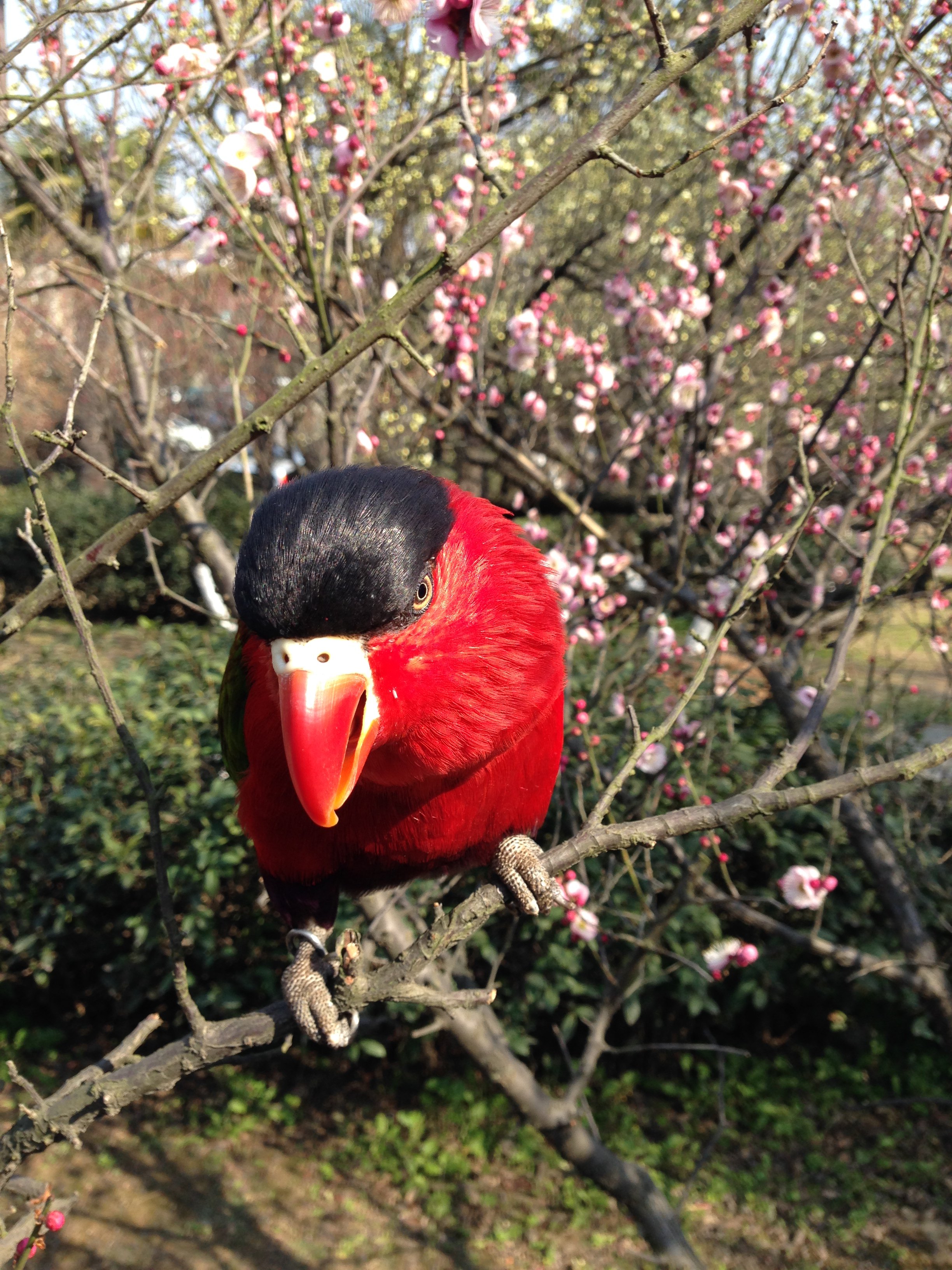 一只美丽的黑顶吸蜜鹦鹉