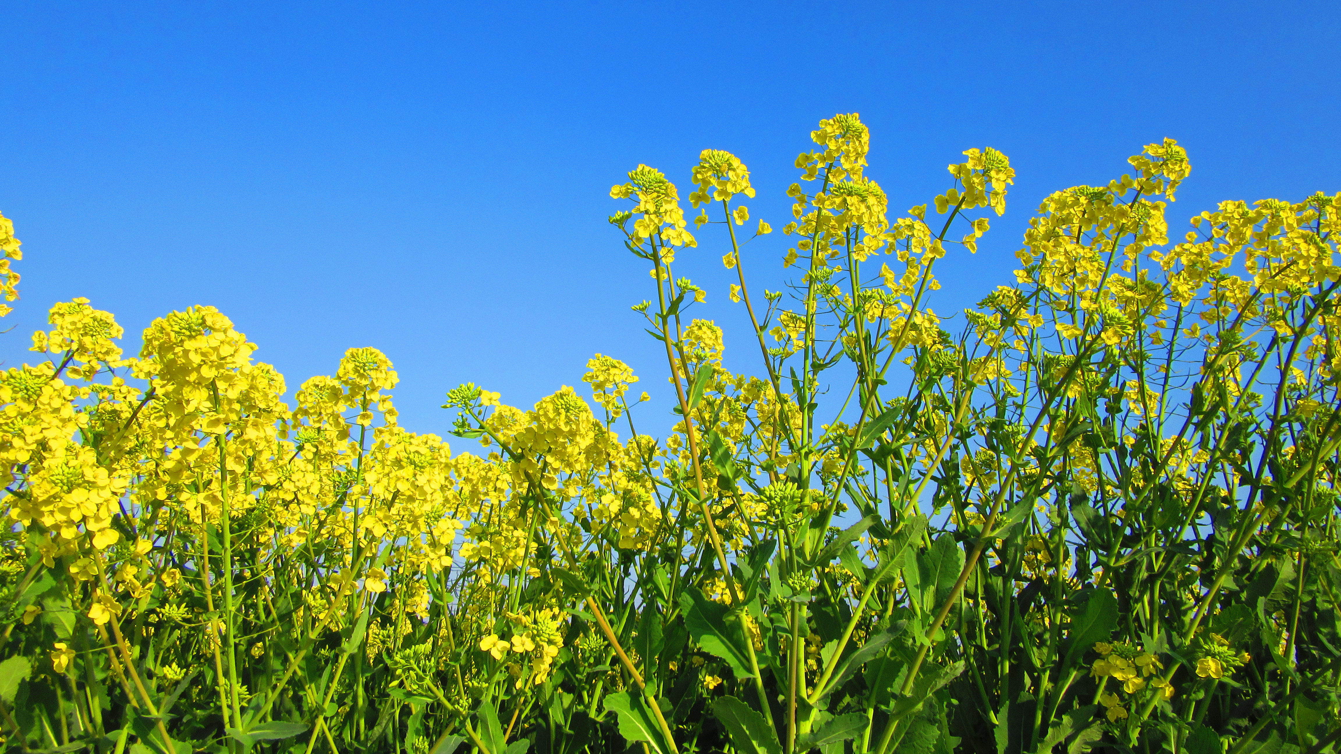 春游好时光,江海大平原遍地金黄