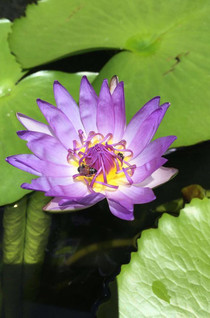 泰国曼谷芭提雅 珊瑚岛格兰岛四日游 - 芭提雅