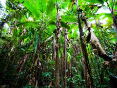 探秘热带雨林，西双版纳风情3日游