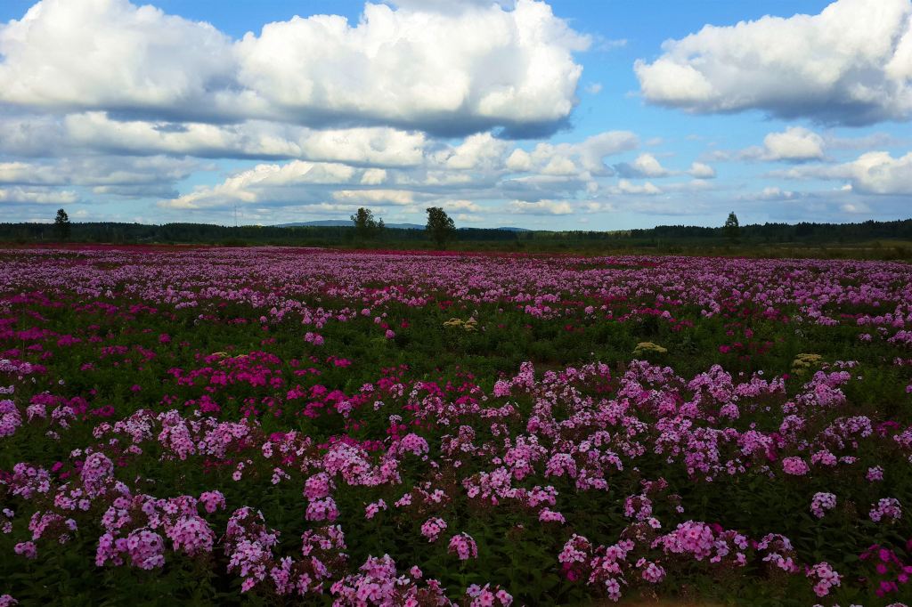 (大片花地)