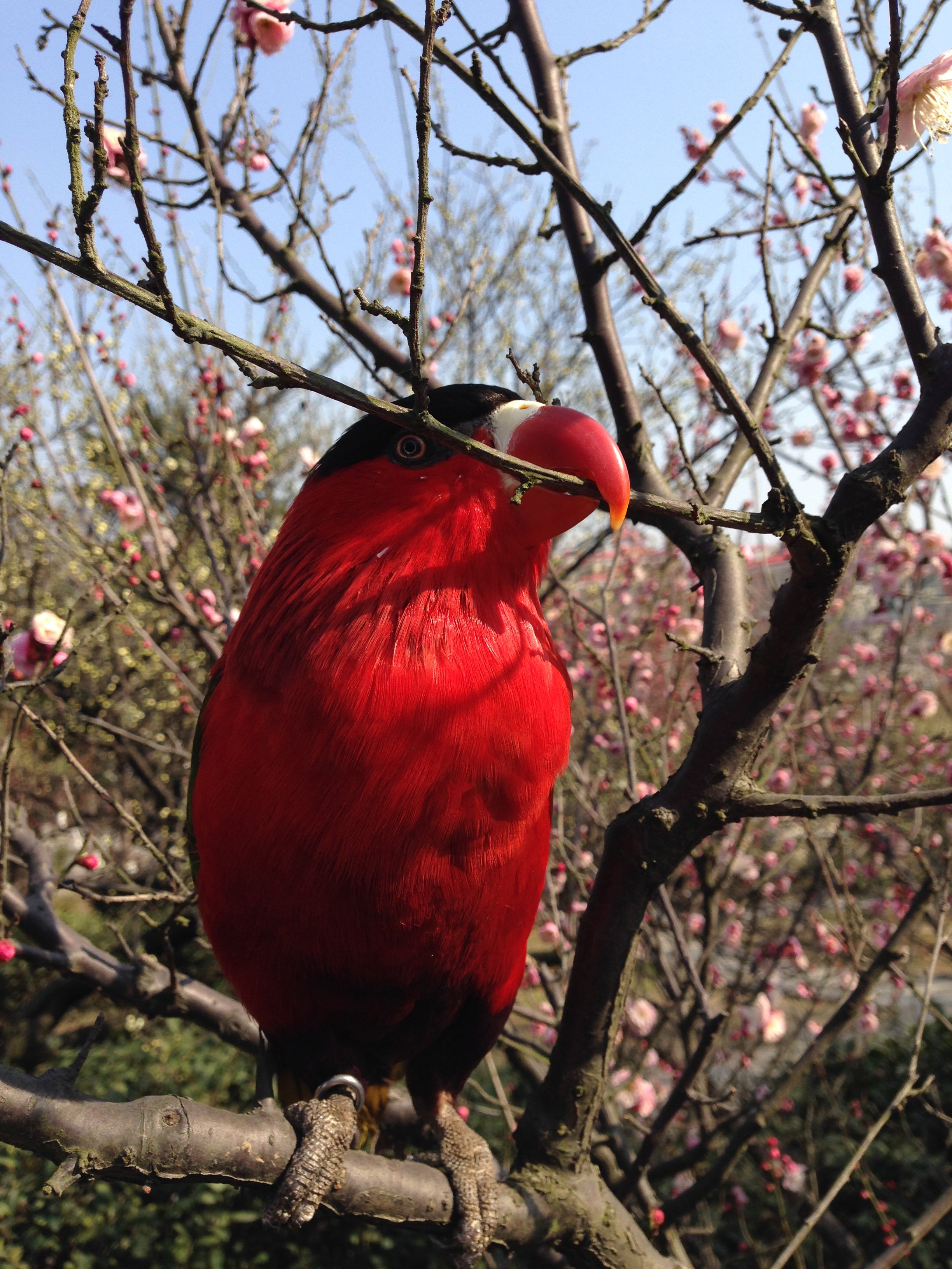一只美丽的黑顶吸蜜鹦鹉