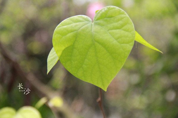 爱心叶子