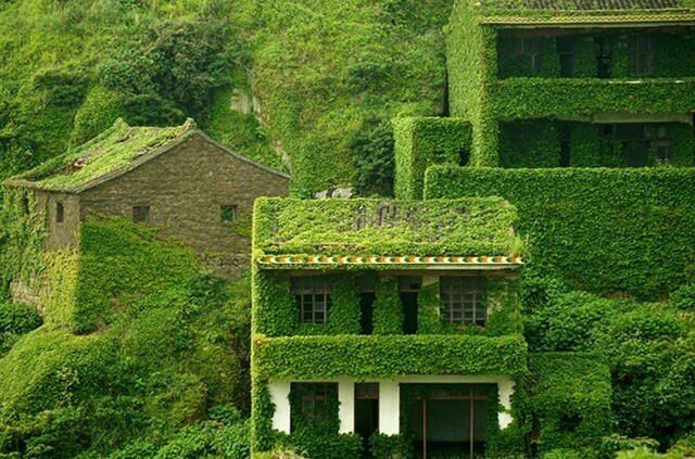 一片绿色的房子,漂亮吧!