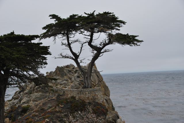 其中有一棵著名的孤松长在海边悬崖上,在岩石中迎面大海,昂首挺立,250