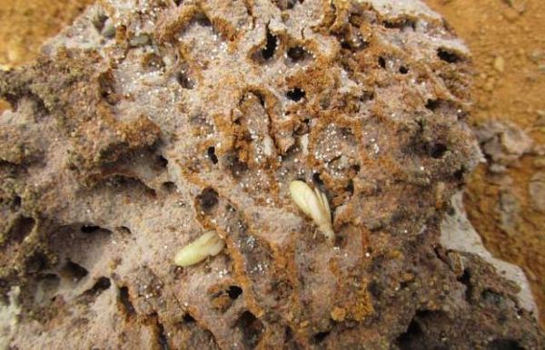 挖到中间,有新发现,这是一窝繁殖窝,白色胖胖的就是未来的蚁后,蚁皇