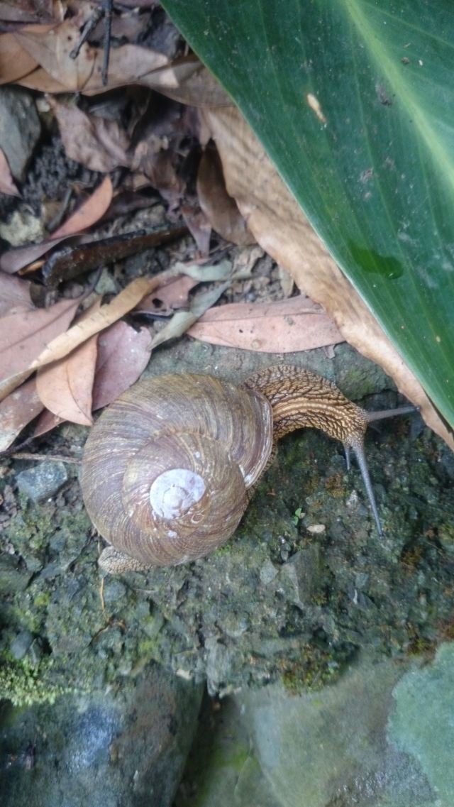 山上的蜗牛都这么大一个,这种品种应该是被用来焗的吧