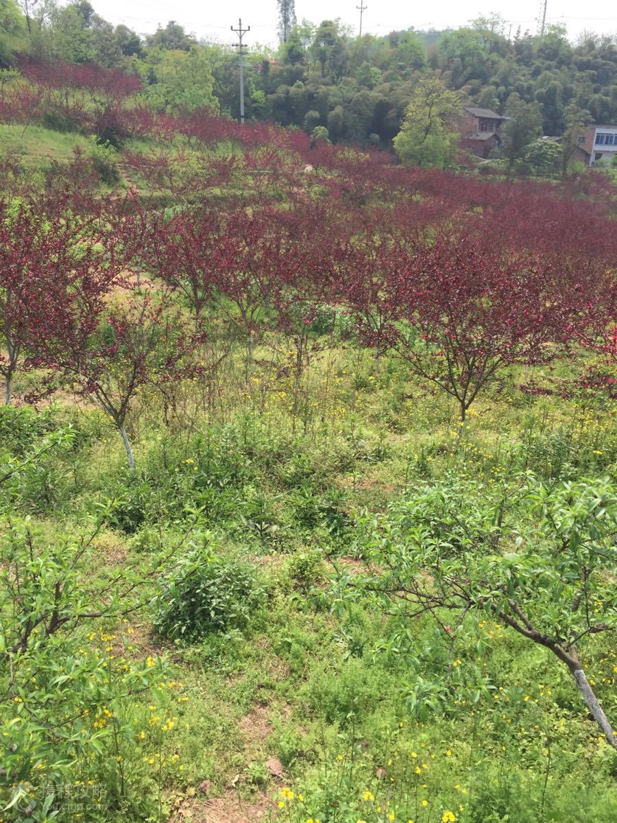 白市驿登山步道