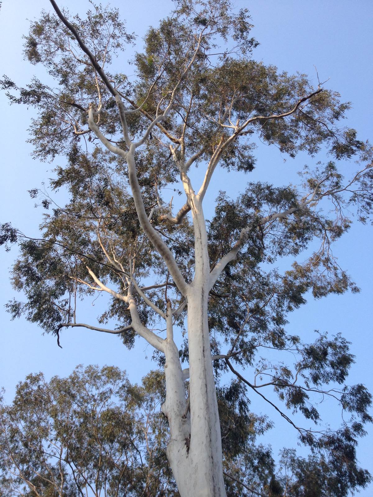 树皮白色,不知是什么树 鼓浪屿