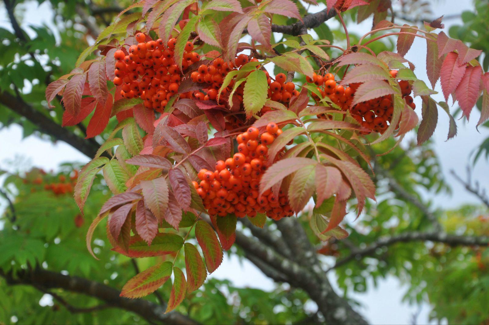 树上的红果子 大沼国定公园