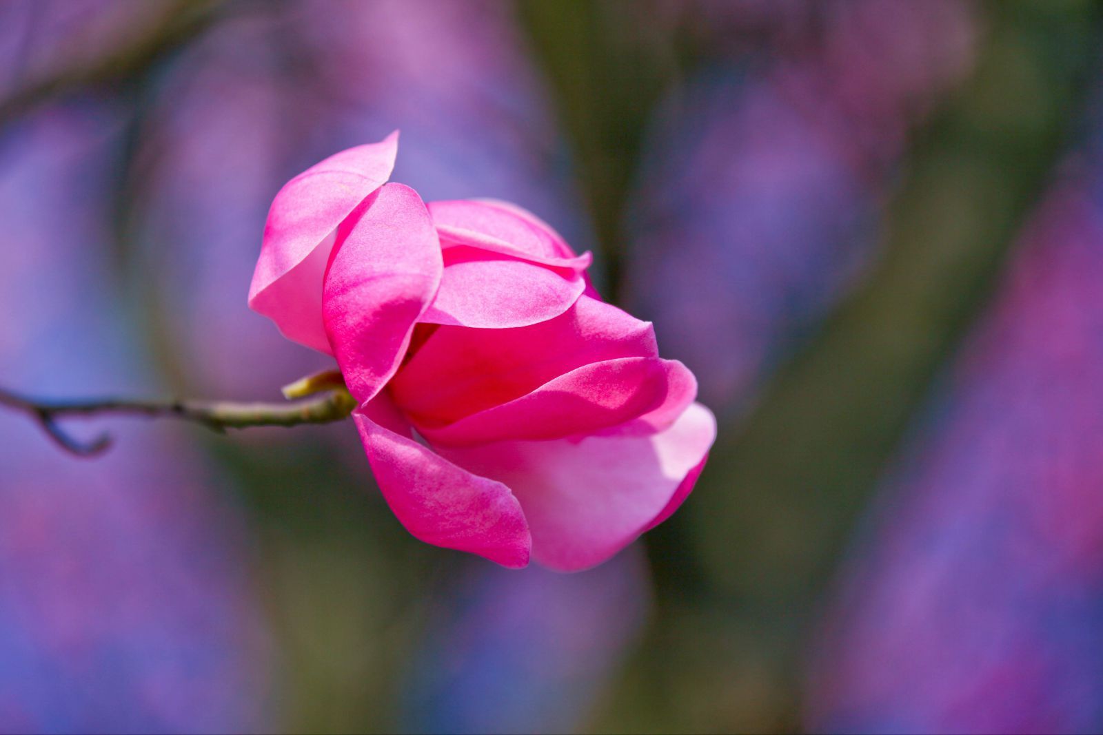 九皇山花溪景辛夷花 九皇山花溪景