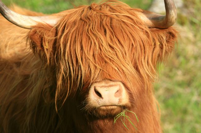 苏格兰标志性的长毛牛,提醒大家切勿靠近,一定用长焦拍. 斯凯岛