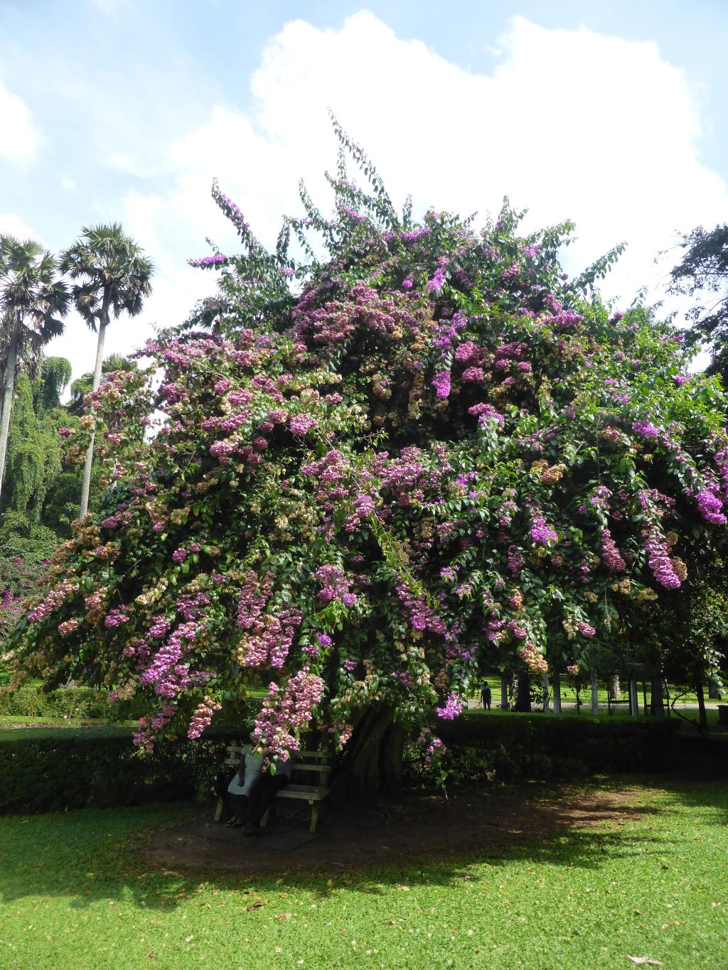 一树繁花,树下的木椅上有一对浪漫的情侣