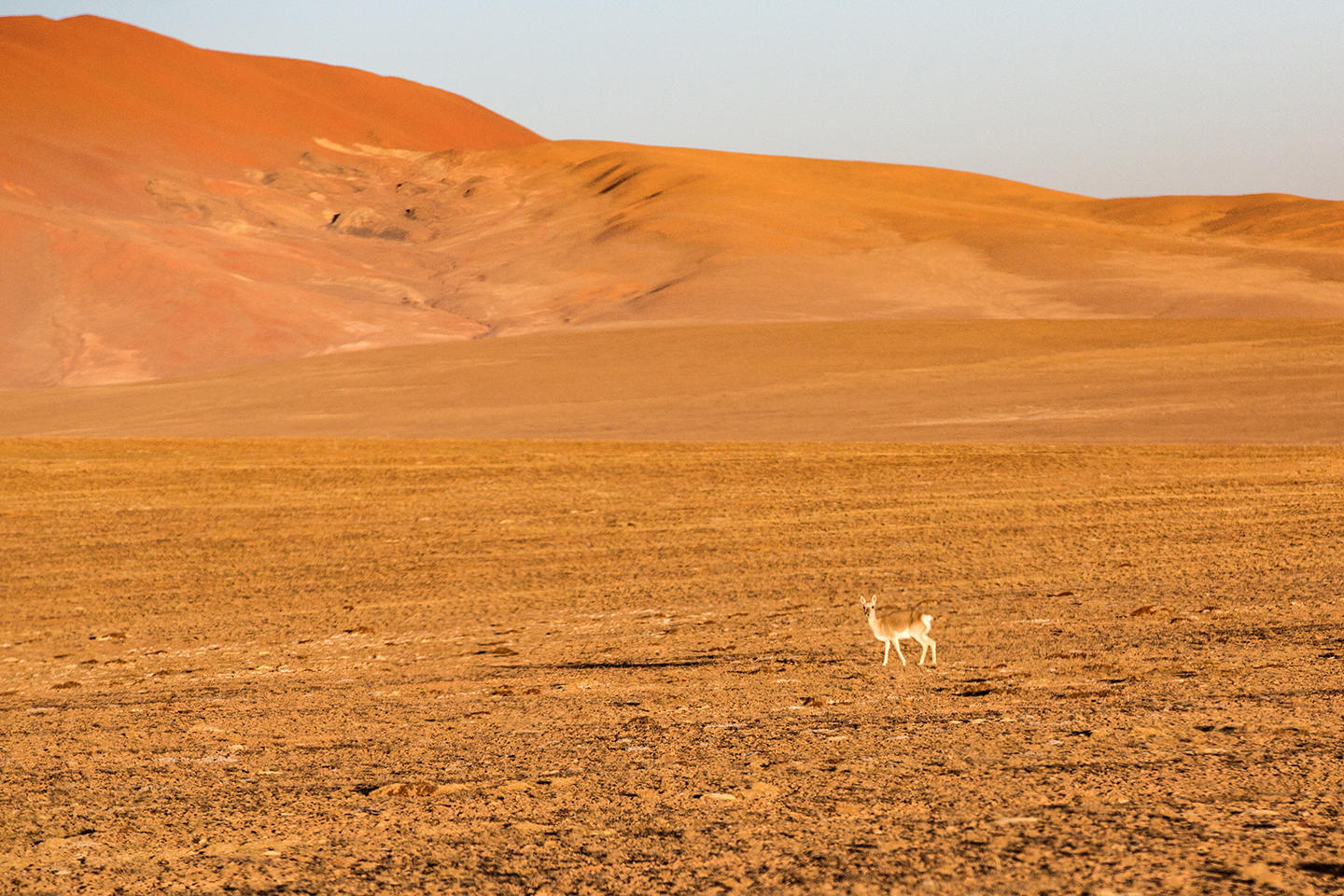 黄羊棕灰色的毛色与草原的色调极为谐调 双湖县,西藏那曲地区