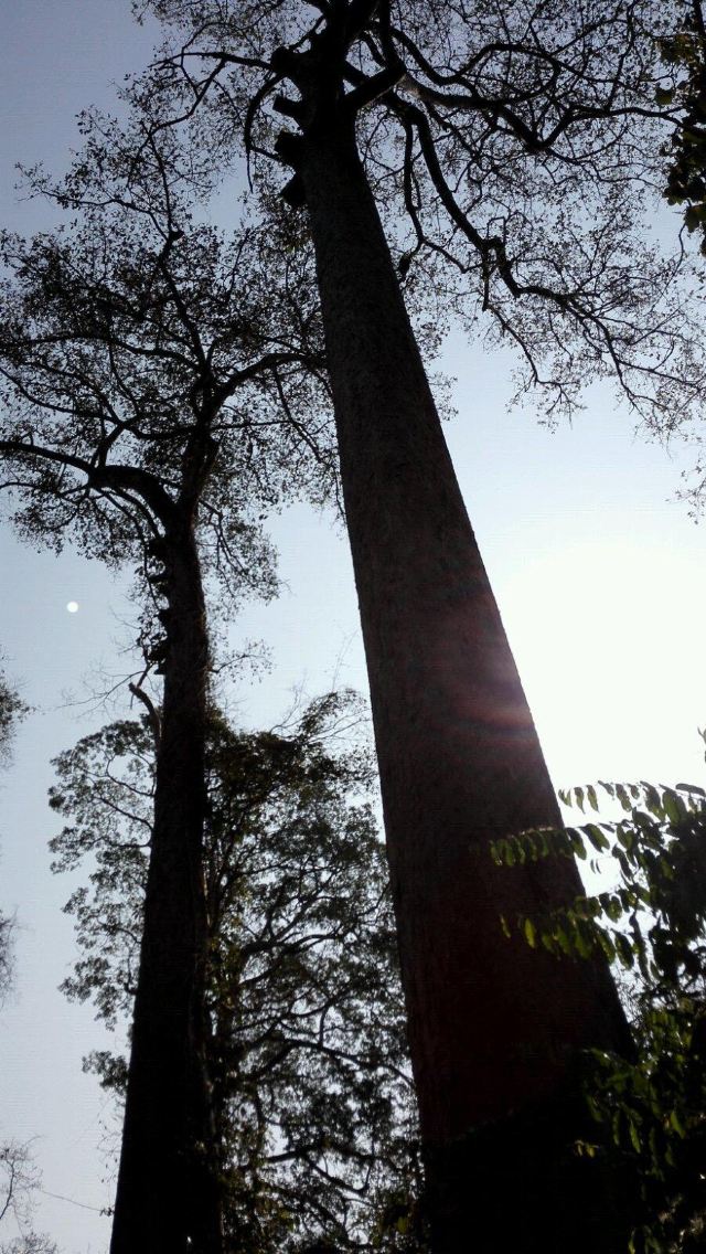 各种树高到手机照相都收不全!