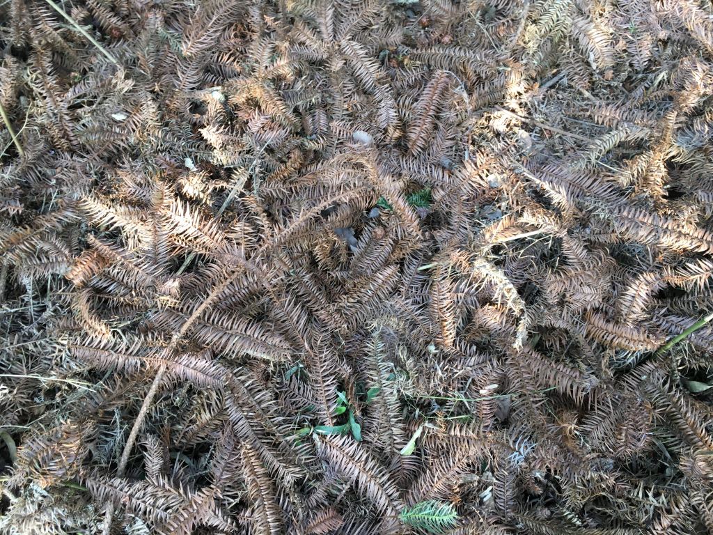 难忘故乡的山和花草树木