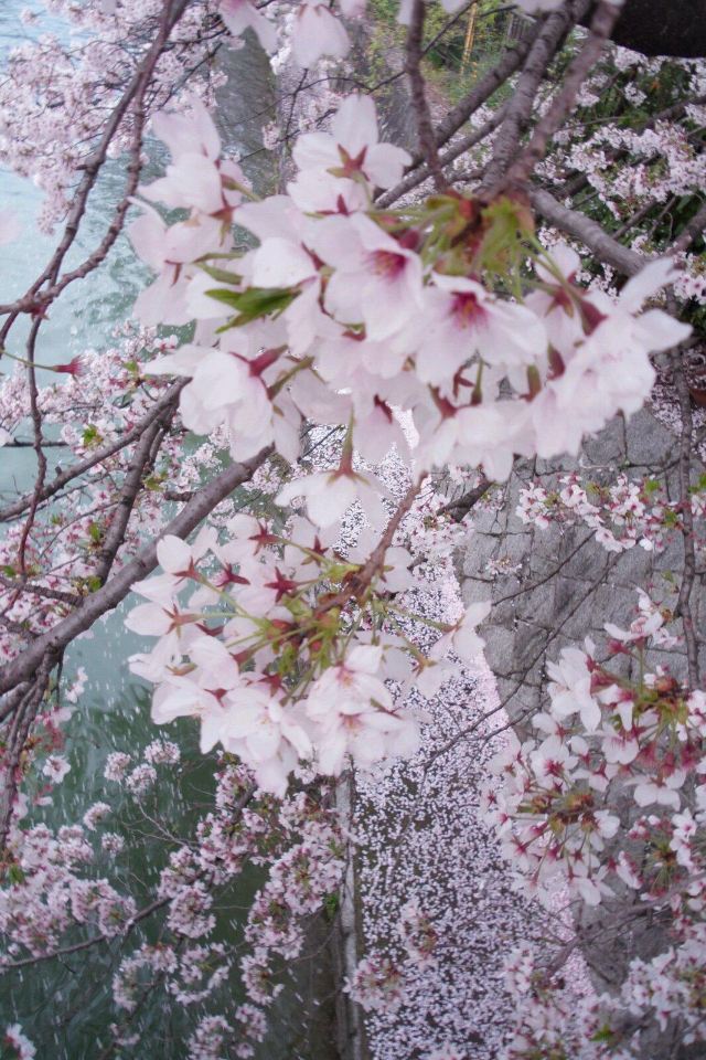 河堤上的落樱也这么绚烂.