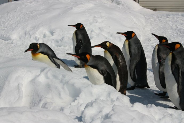 p3憨态可掬的企鹅在雪地里悠闲自在的散步,非常可爱