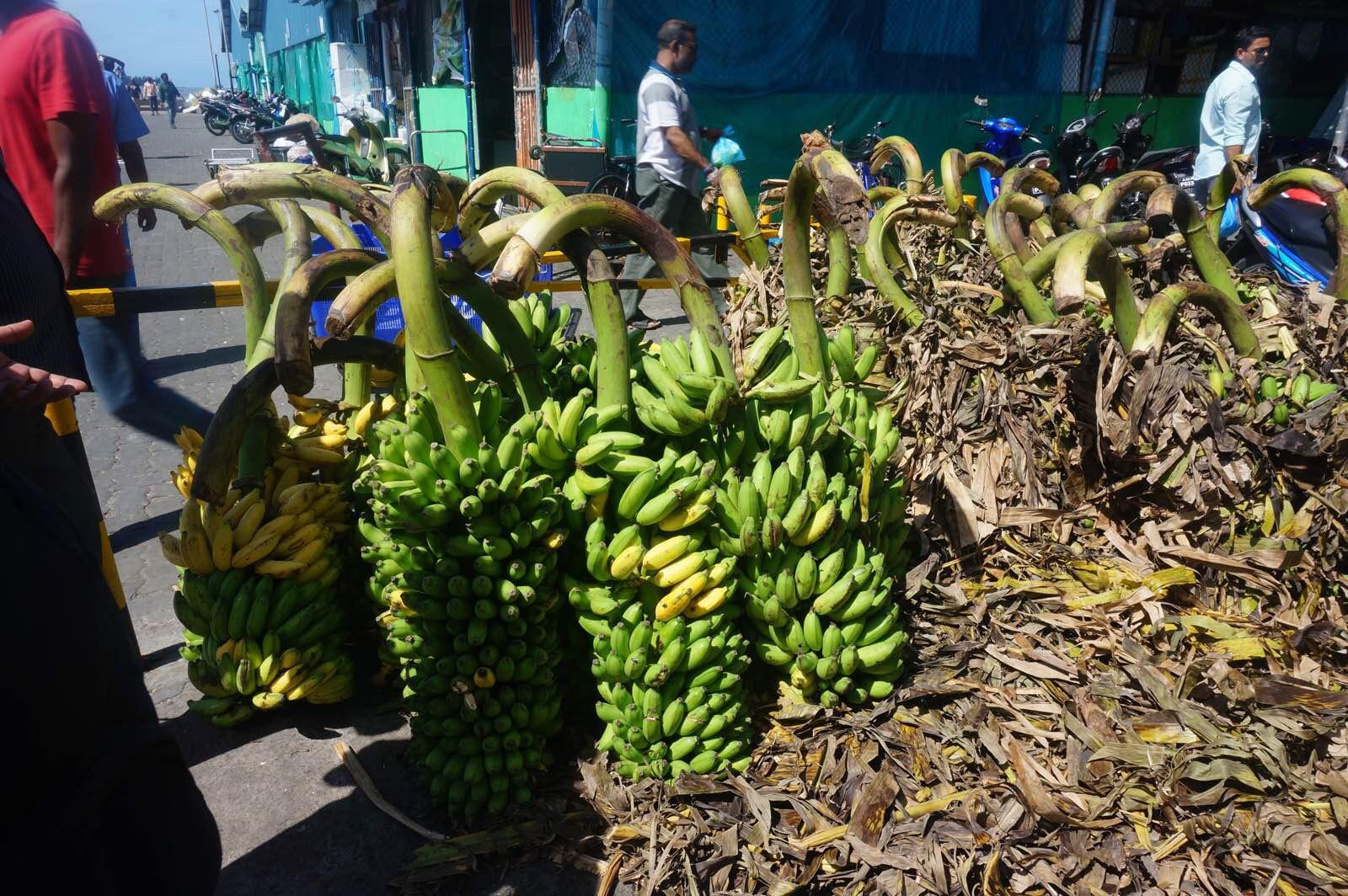 这里的香蕉都是这样一大串一大串成捆的卖 马累