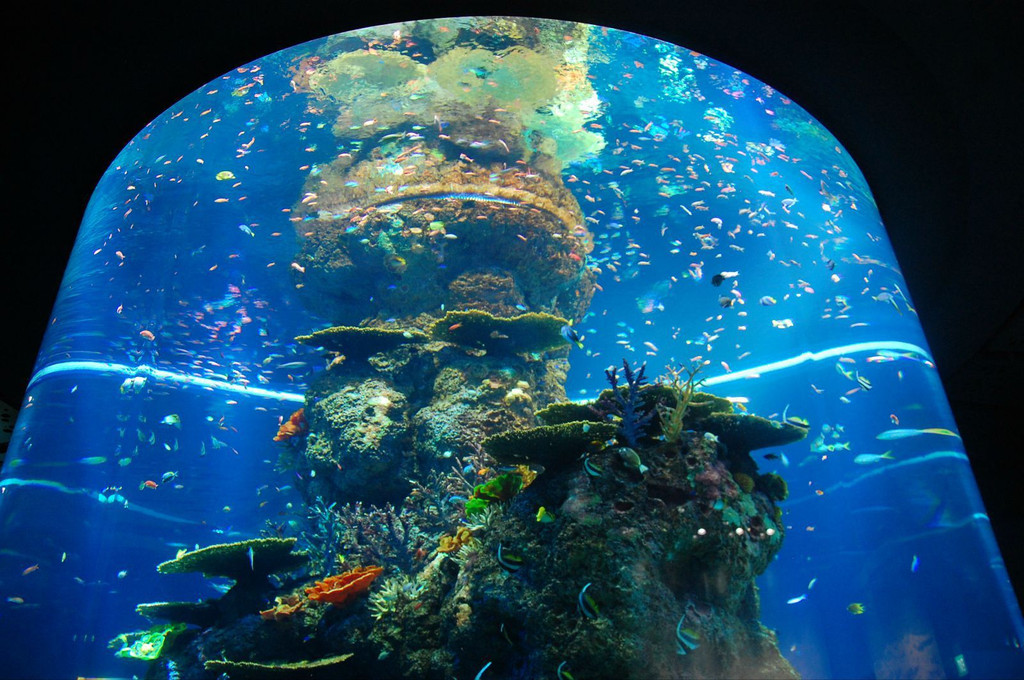 新加坡聖淘沙sea水族館