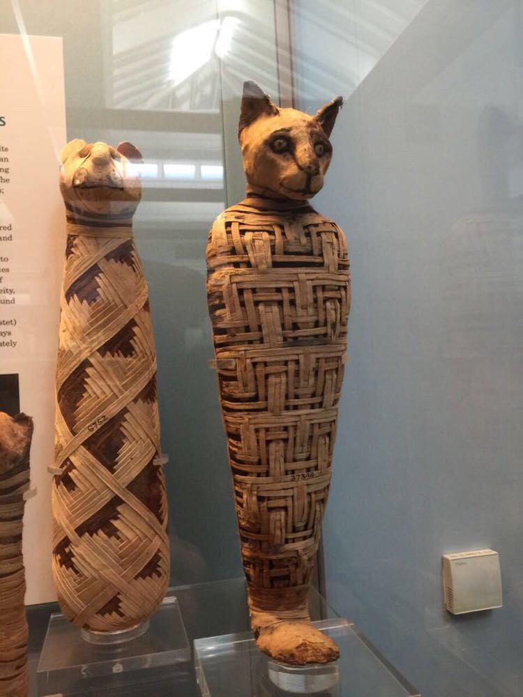 真正的猫木乃伊,细看还有血留在沙布上.