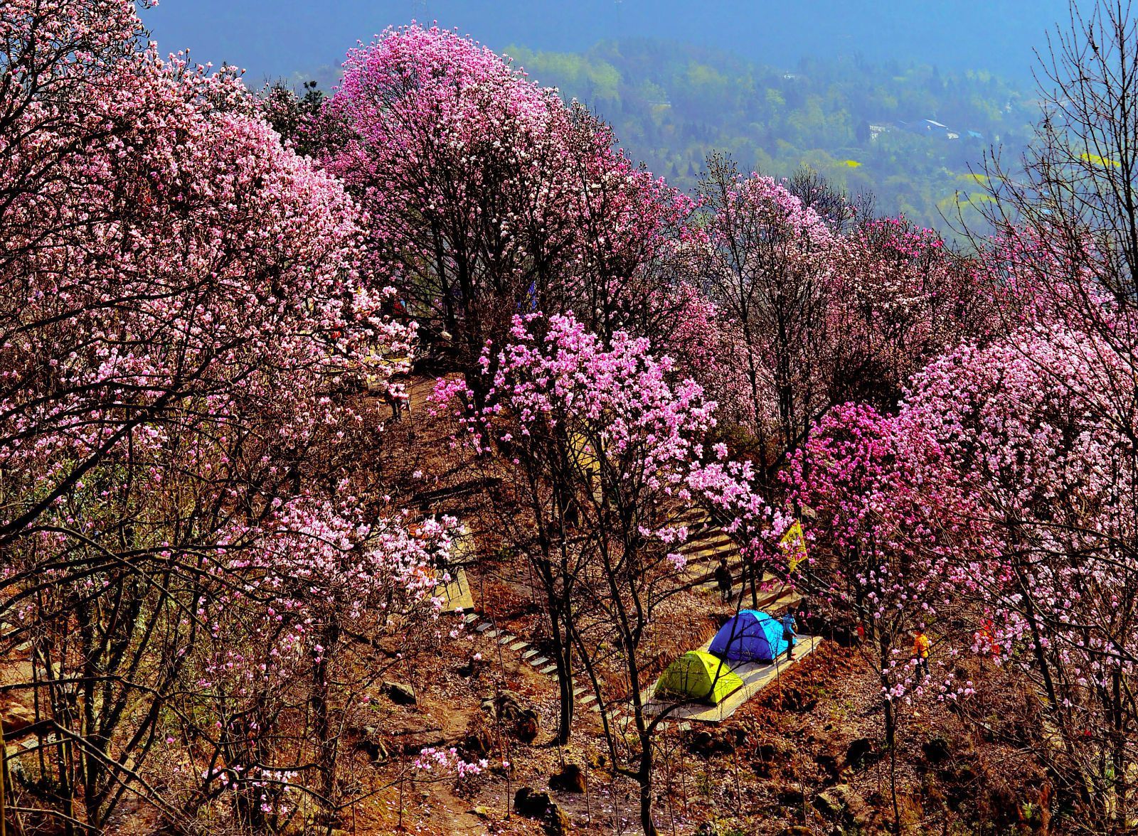 九皇山花溪景辛夷花 九皇山花溪景