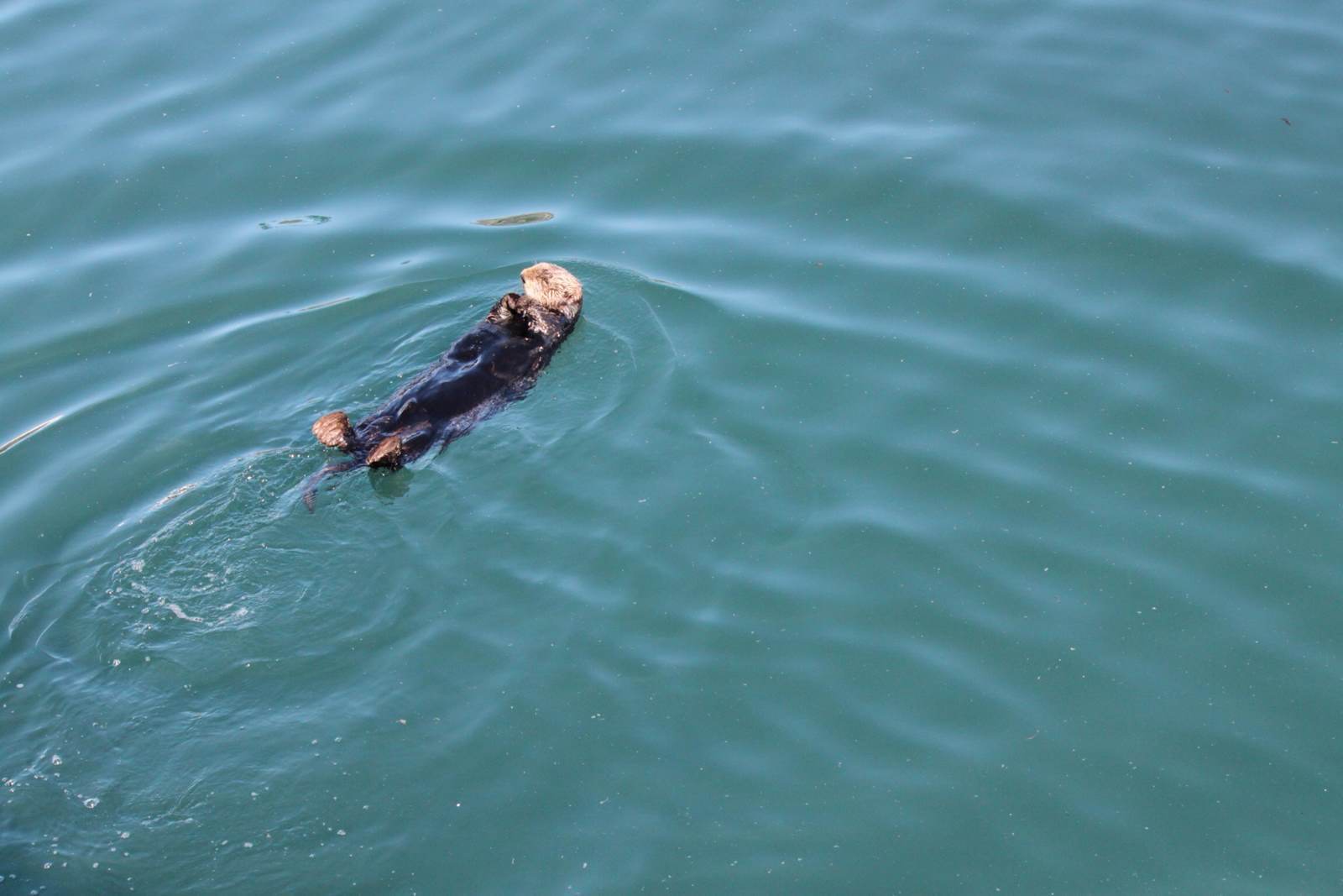 超级可爱的sea otter~活的很自在~游着小仰泳 seward harbor坐cruise