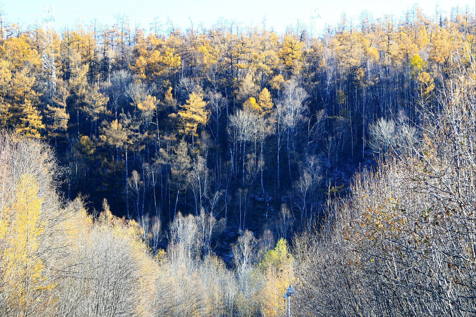 针叶林图片,针叶林和阔叶林的图片,针叶林_大山谷图库