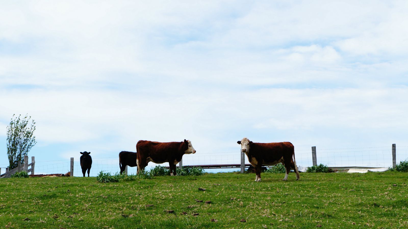 阿鲁科尔沁旗澳亚牧场图片